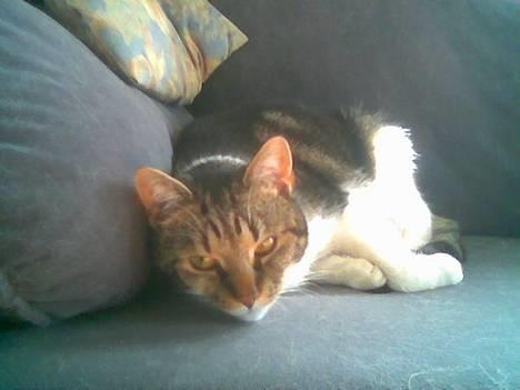 Blanding af racer Miv - Er du nu der igen Hmm! billede 10