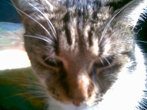 Blanding af racer Miv - Ligger lige her i solen Uhm hvor dejligt billede 11