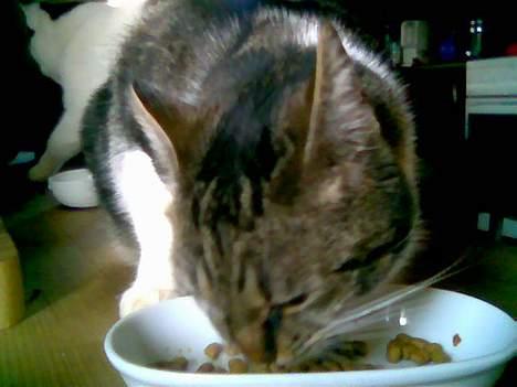 Blanding af racer Miv - Spisetid Jubiii. Mad er min livret og især tørkost billede 12