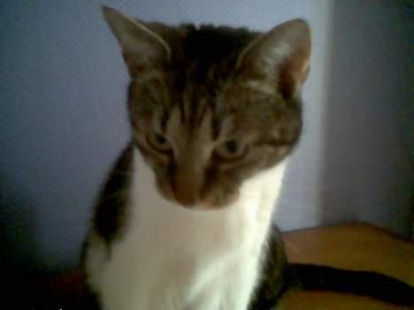 Blanding af racer Miv - Hvad skal jeg dog finde på ? billede 13