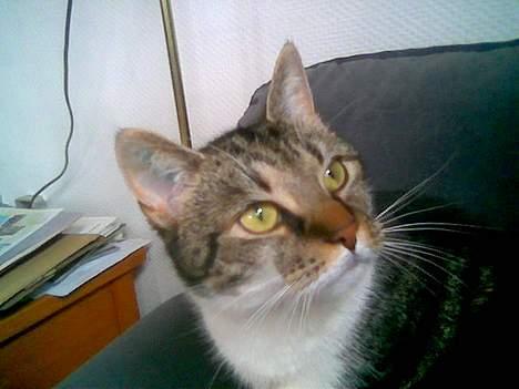 Blanding af racer Miv - Hov var det en fugl udenfor??? billede 14