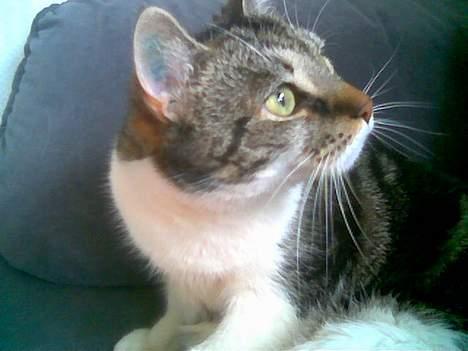 Blanding af racer Miv - Ja for søren det var vist en Fasan he he de smager godt! billede 15