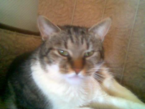 Blanding af racer Miv - Ser lidt sur ud her, men hvem vil ikke være det når man ikke kan få fred? billede 16