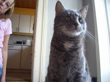 Blanding af racer Felix billede 10