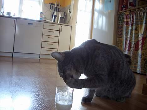 Blanding af racer Felix billede 11