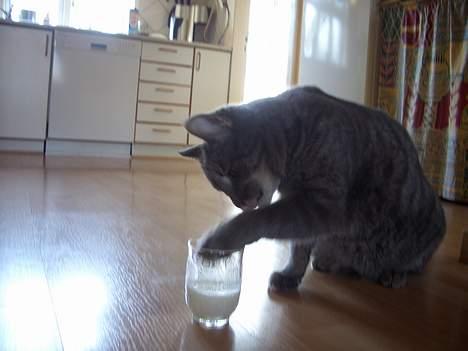 Blanding af racer Felix billede 12