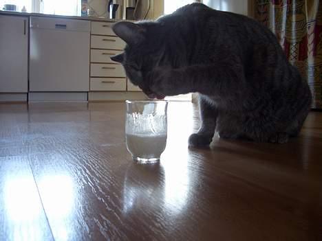 Blanding af racer Felix billede 13