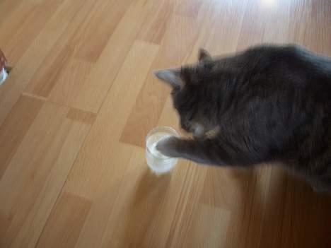 Blanding af racer Felix billede 14