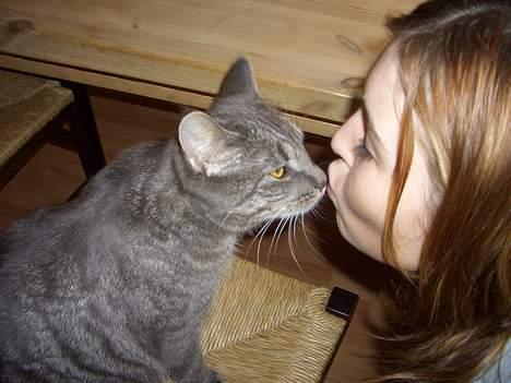 Blanding af racer Felix billede 15