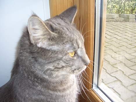 Blanding af racer Felix billede 16