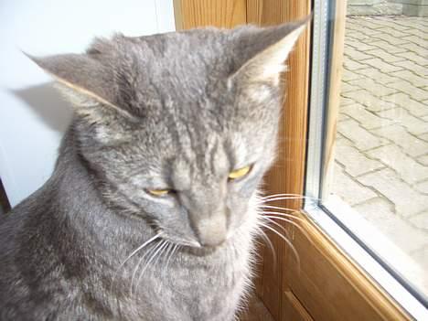 Blanding af racer Felix billede 17