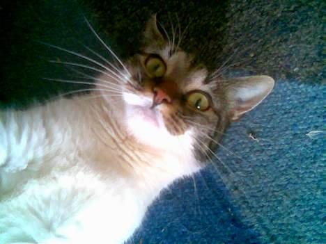 Blanding af racer Miv - Hov hvad er nu det en levende... billede 17