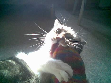 Blanding af racer Miv - Angriiiiiiiiiiiiiiiiiiiiiiiiiiiiiiib! sådan nedlagt et stk fod. billede 18