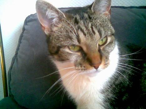 Blanding af racer Miv - Mivsen Marts 2006 billede 19