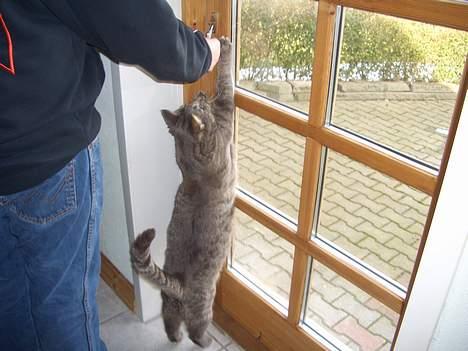 Blanding af racer Felix billede 18