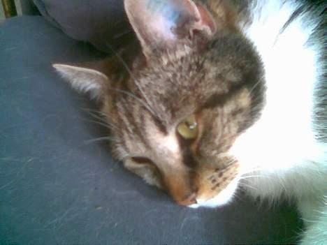 Blanding af racer Miv - Nu vil jeg ikke lege fotomodel længere, men sove billede 20