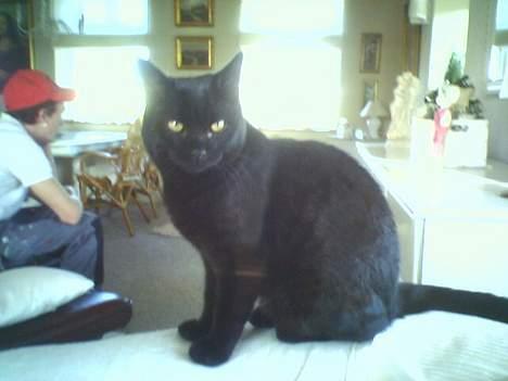 Huskat Odin V. billede 1