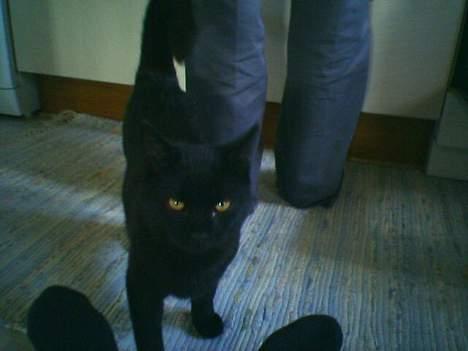 Huskat Odin V. billede 2