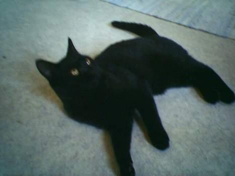 Huskat Odin V. billede 3