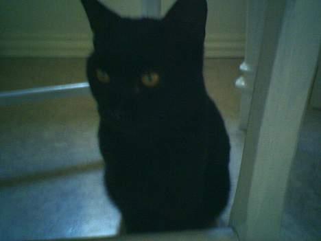 Huskat Odin V. billede 4