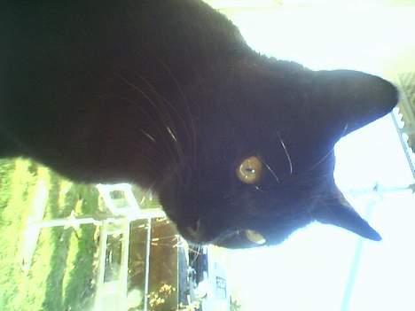 Huskat Odin V. billede 5