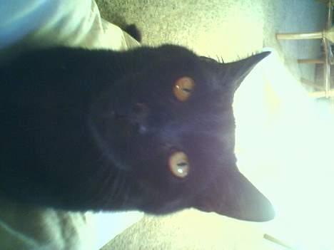 Huskat Odin V. billede 7