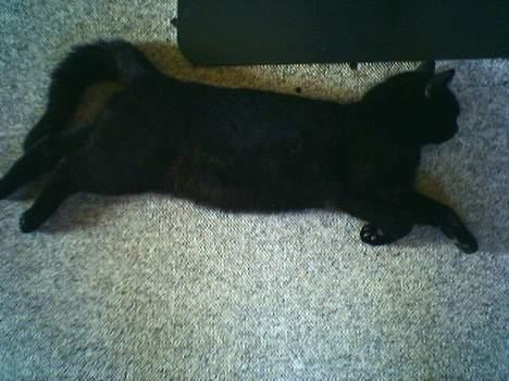 Huskat Odin V. billede 8