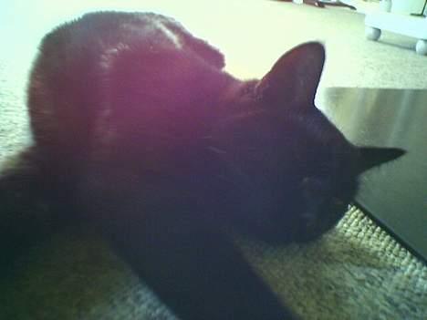 Huskat Odin V. billede 9