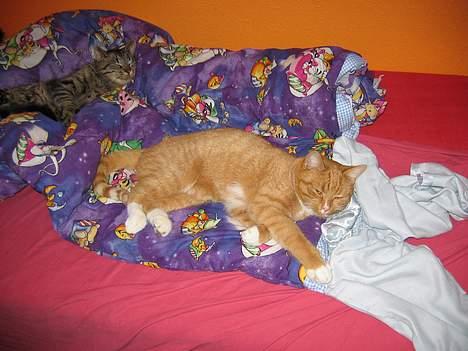 Huskat Simba - Godnat billede 4