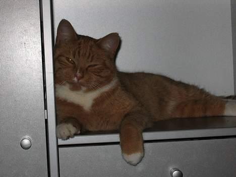 Huskat Simba - Dette er mit sted billede 6