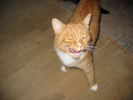 Huskat Simba - Den mælk var god billede 7