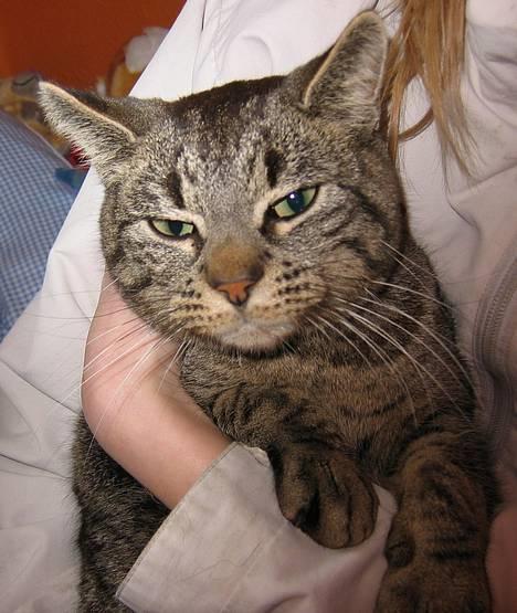 Huskat Rabi - Er Rabi ikke flot! billede 1