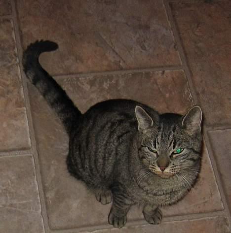 Huskat Rabi - Hvornår er maden klar billede 2