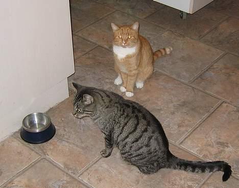 Huskat Rabi - Mere mad billede 3