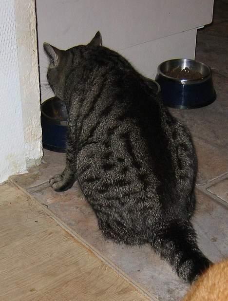 Huskat Rabi - Mad billede 5