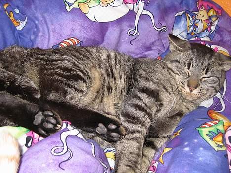 Huskat Rabi - Efter al den mad, skal der soves igennem billede 6