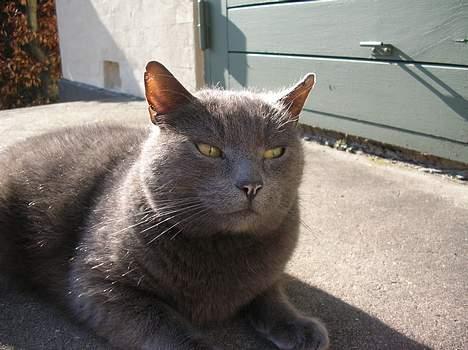 Blanding af racer Pelle billede 7