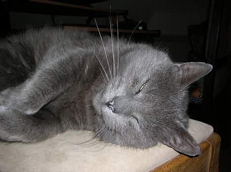 Blanding af racer Pelle billede 8