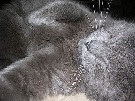 Blanding af racer Pelle billede 9