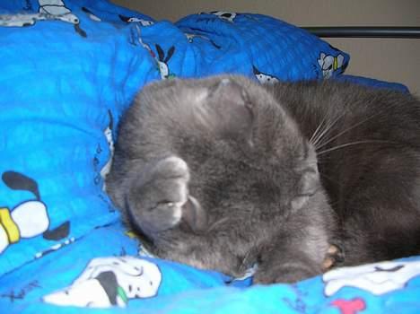 Blanding af racer Pelle billede 10