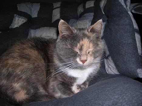 Blanding af racer Fister billede 12