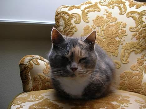 Blanding af racer Fister billede 13