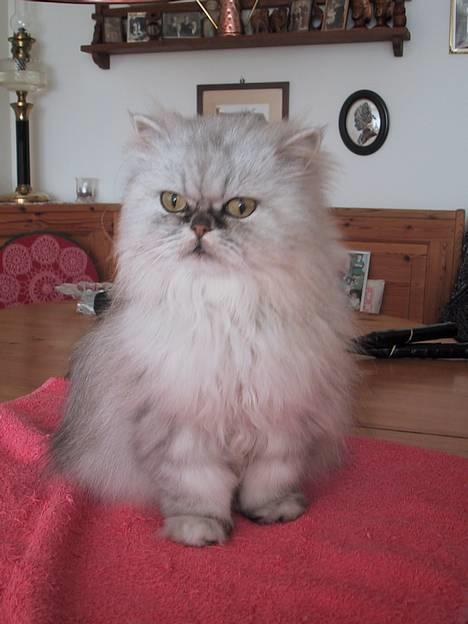 Blanding af racer Putte billede 1