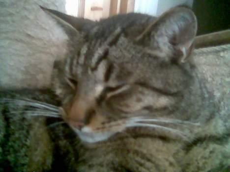 Blanding af racer Labanski billede 11