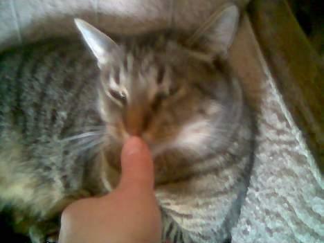 Blanding af racer Labanski - Hov hvad er nu det? En finger! billede 15