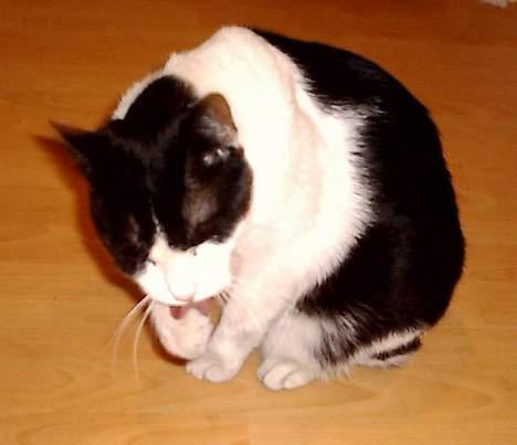 Huskat Bisse billede 5