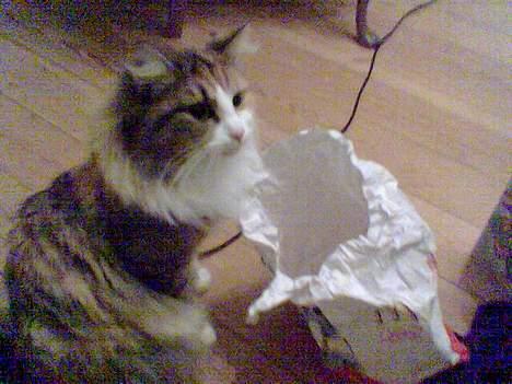 Blanding af racer Misse - holder de mon øje med mig? billede 10