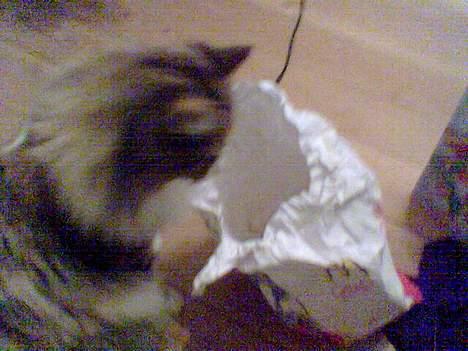 Blanding af racer Misse - Jeg kan nok godt lige nå og se hva det var for noget de havde med hjem. billede 11