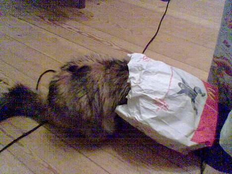 Blanding af racer Misse - Mmm McDonalds!!! billede 12