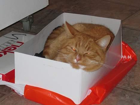 Huskat Simba - Jeg kan vist lige være her billede 11